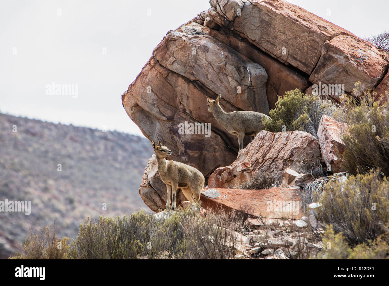 Pair of Klipspringer (Oreotragus) on rocks, Touws River, Western Cape, South Africa Stock Photo