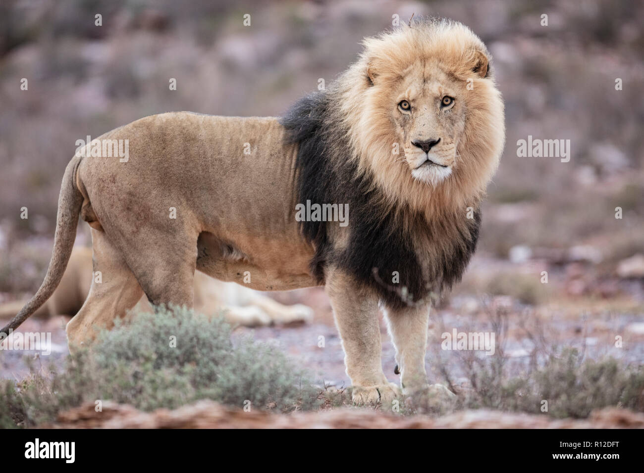 Lion (Panthera leo), Touws River, Western Cape, South Africa Stock Photo