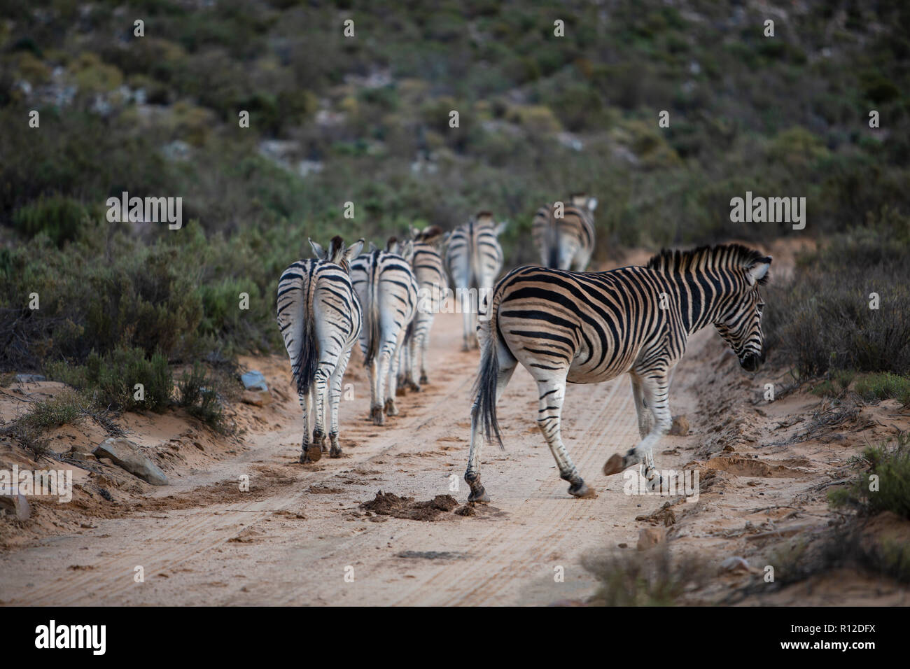 Herd of Zebra (Equus quagga), Touws River, Western Cape, South Africa Stock Photo