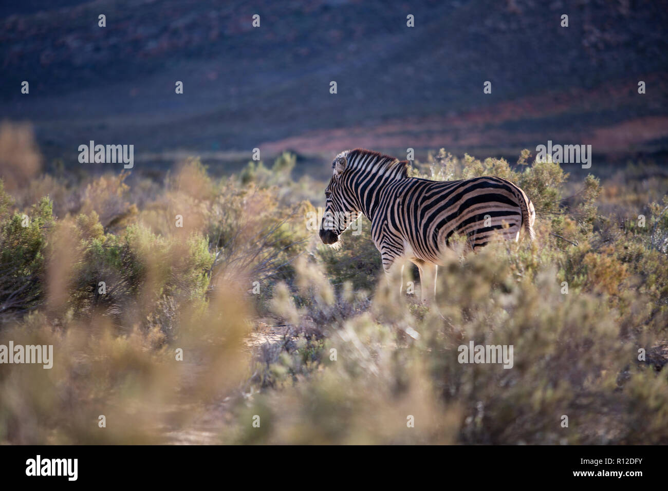 Zebra (Equus quagga), Touws River, Western Cape, South Africa Stock Photo