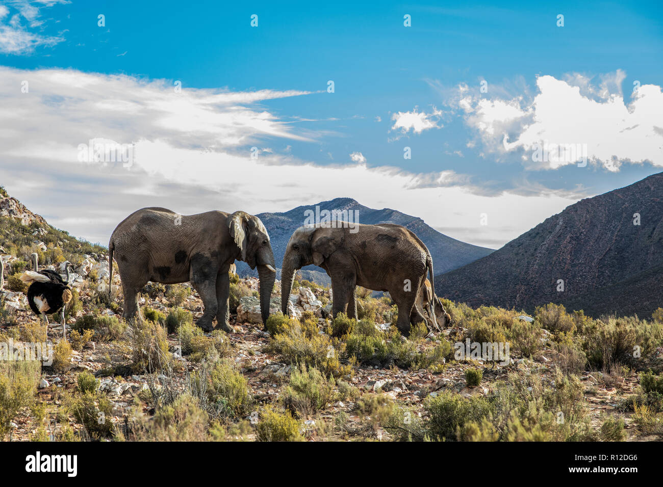 Pair of African elephants (Loxodonta), Touws River, Western Cape, South Africa Stock Photo
