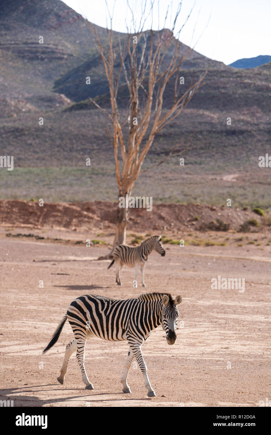 Pair of Zebra (Equus quagga), Touws River, Western Cape, South Africa Stock Photo