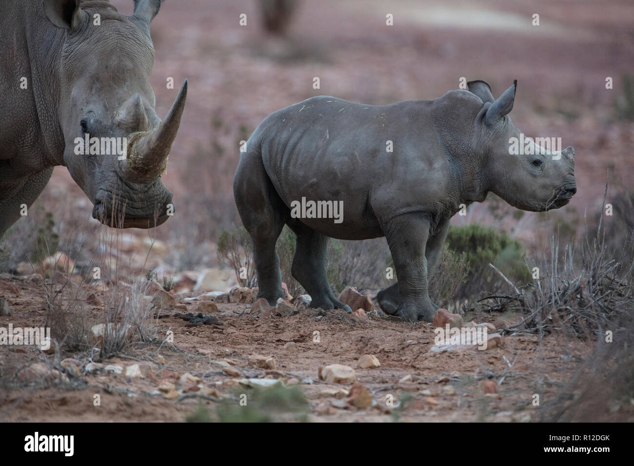 White rhinoceros and calf (Ceratotherium simum), Touws River, Western Cape, South Africa Stock Photo
