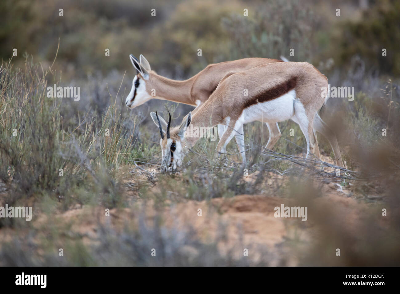 Pair of Springboks (Antidorcas marsupialis), Touws River, Western Cape, South Africa Stock Photo