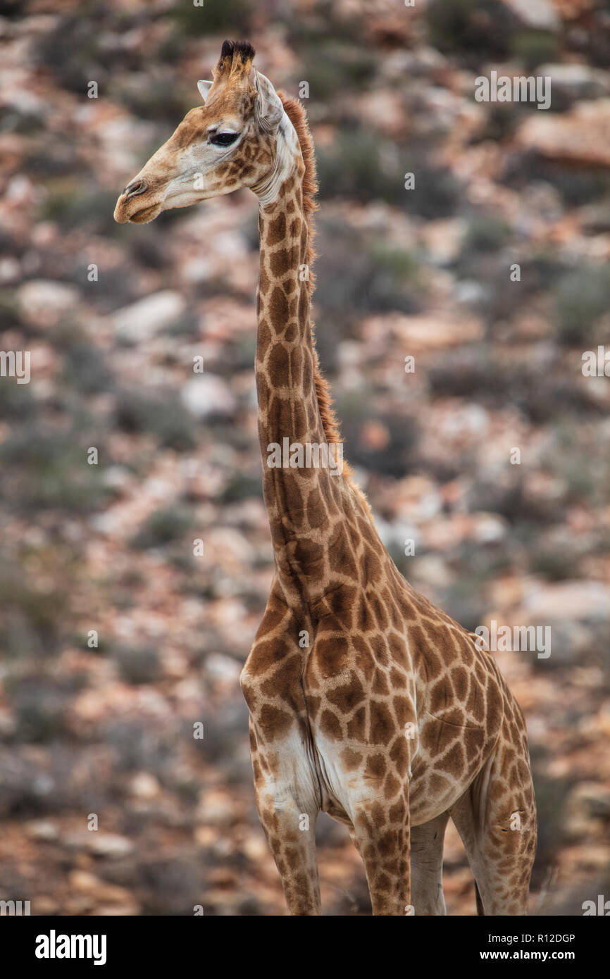 Giraffe (Giraffa camelopardalis), Touws River, Western Cape, South Africa Stock Photo