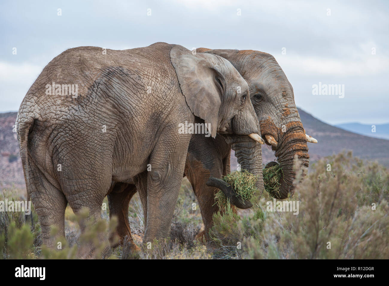 Pair of African elephants (Loxodonta), Touws River, Western Cape, South Africa Stock Photo