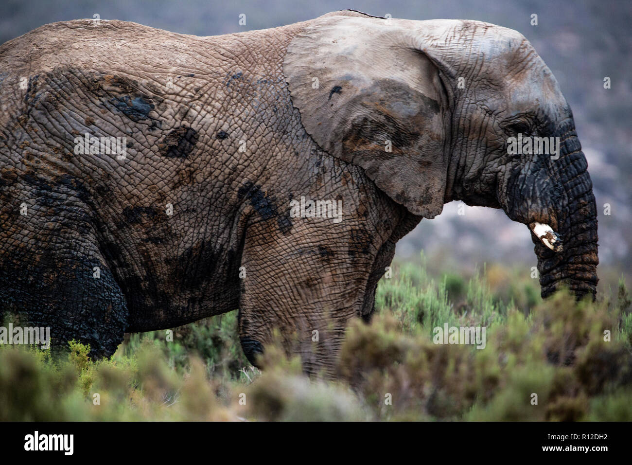 African elephant (Loxodonta), Touws River, Western Cape, South Africa Stock Photo