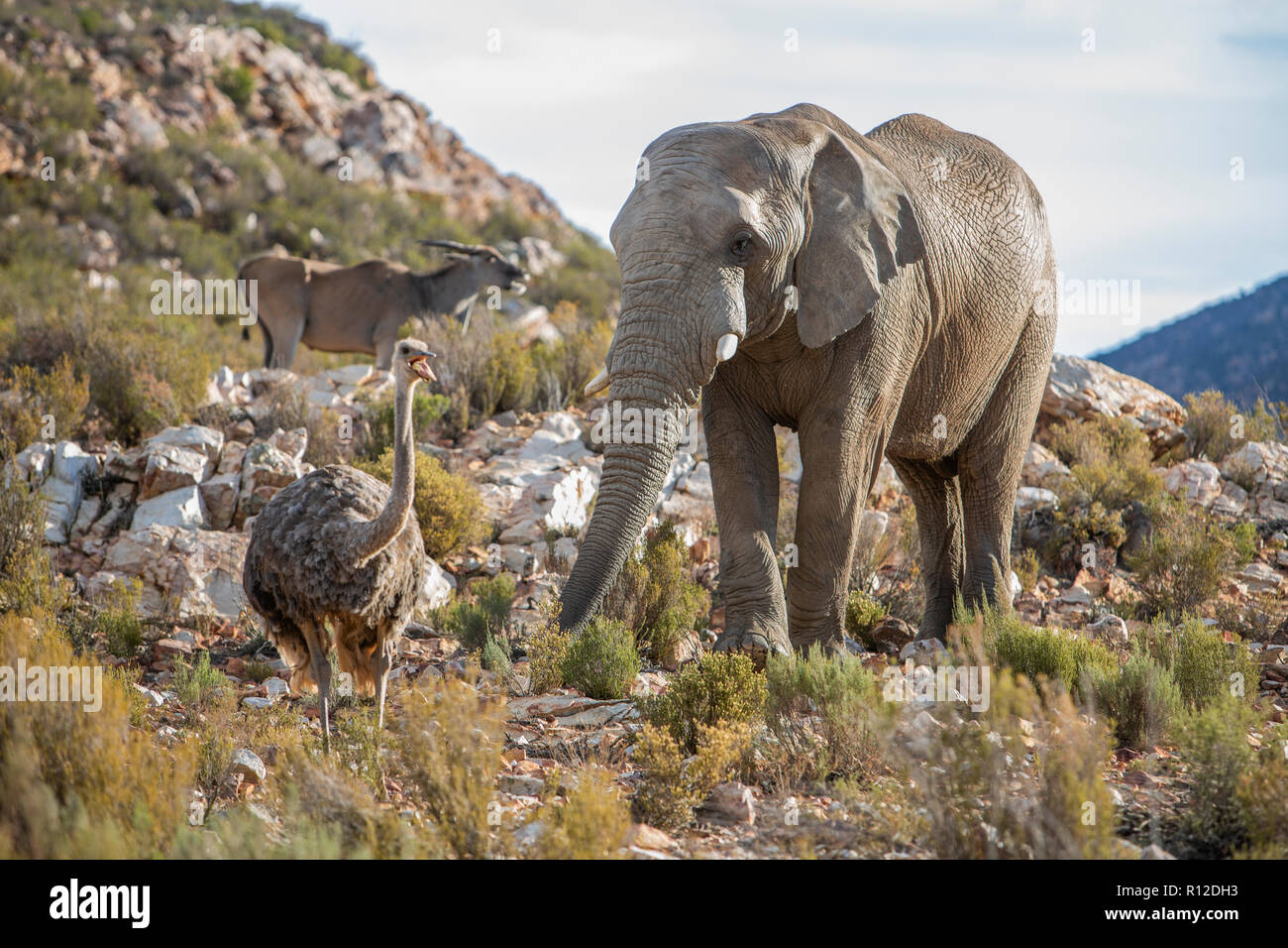 African elephant (Loxodonta) and Ostrich (Struthio camelus), Touws River, Western Cape, South Africa Stock Photo