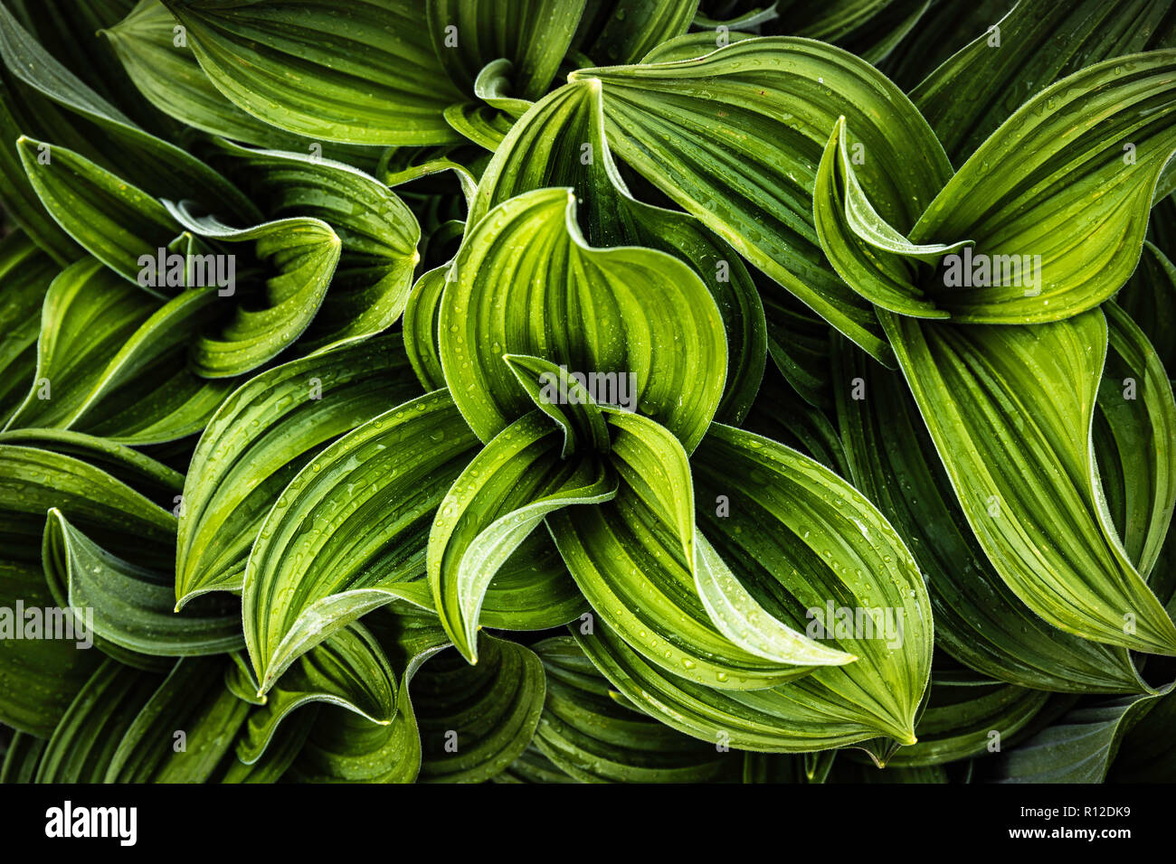 Lush green plant hi-res stock photography and images - Alamy