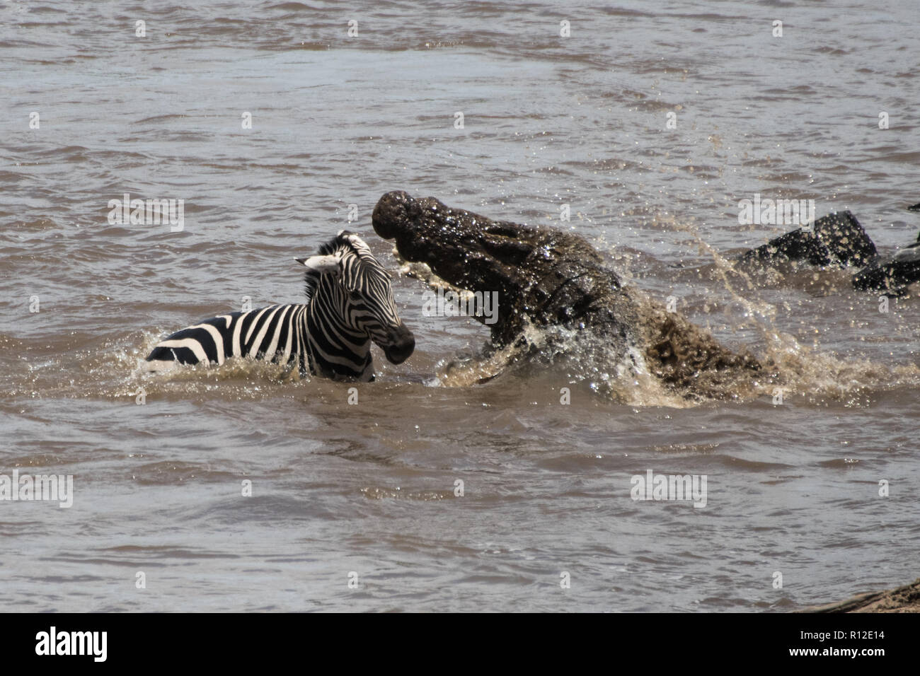 Nile crocodile attacking baby zebra crossing Mara River Stock Photo