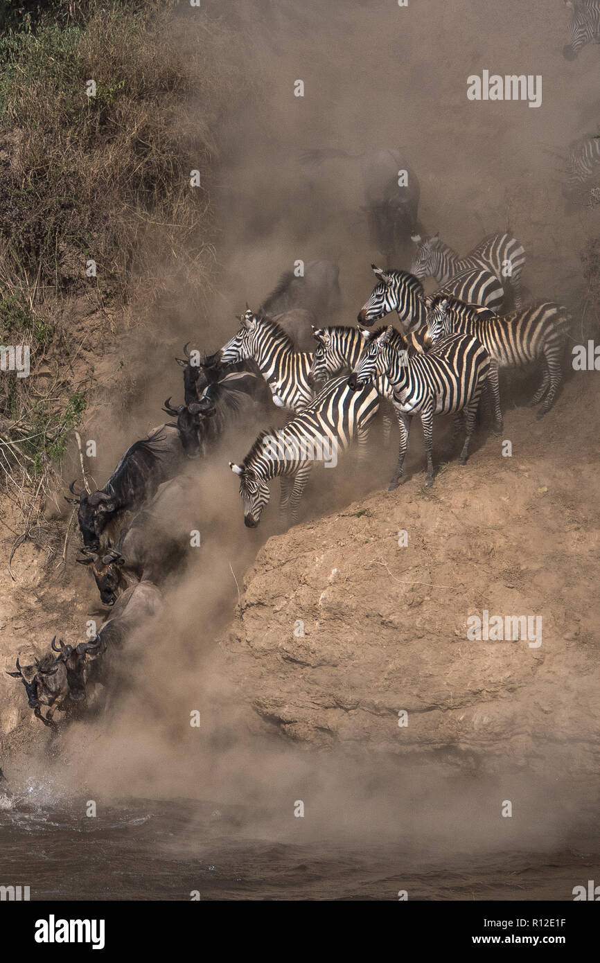 Wildebeest and zebra on yearly migration launching across Mara River, Southern Kenya Stock Photo