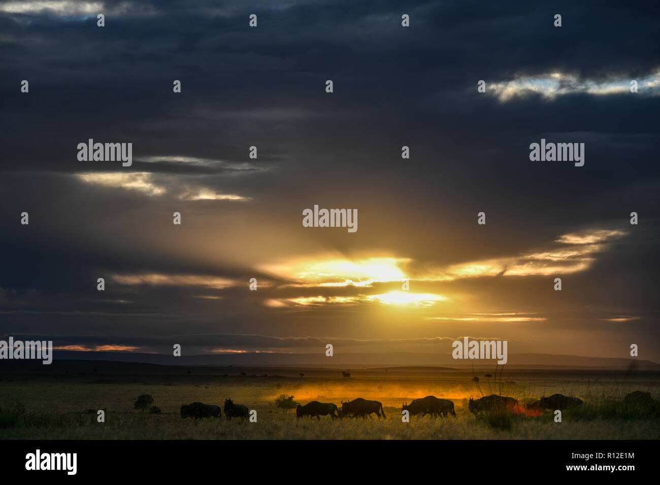 Dawn on plains of Masai Mara, Kenya Stock Photo
