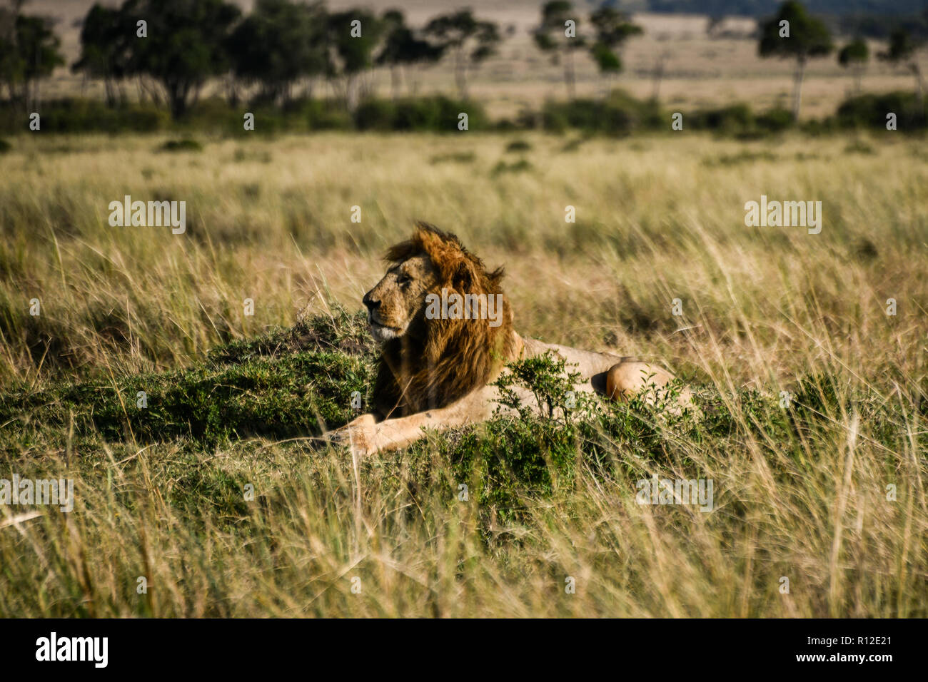 Male lion on plains of Masai Mara, Kenya Stock Photo