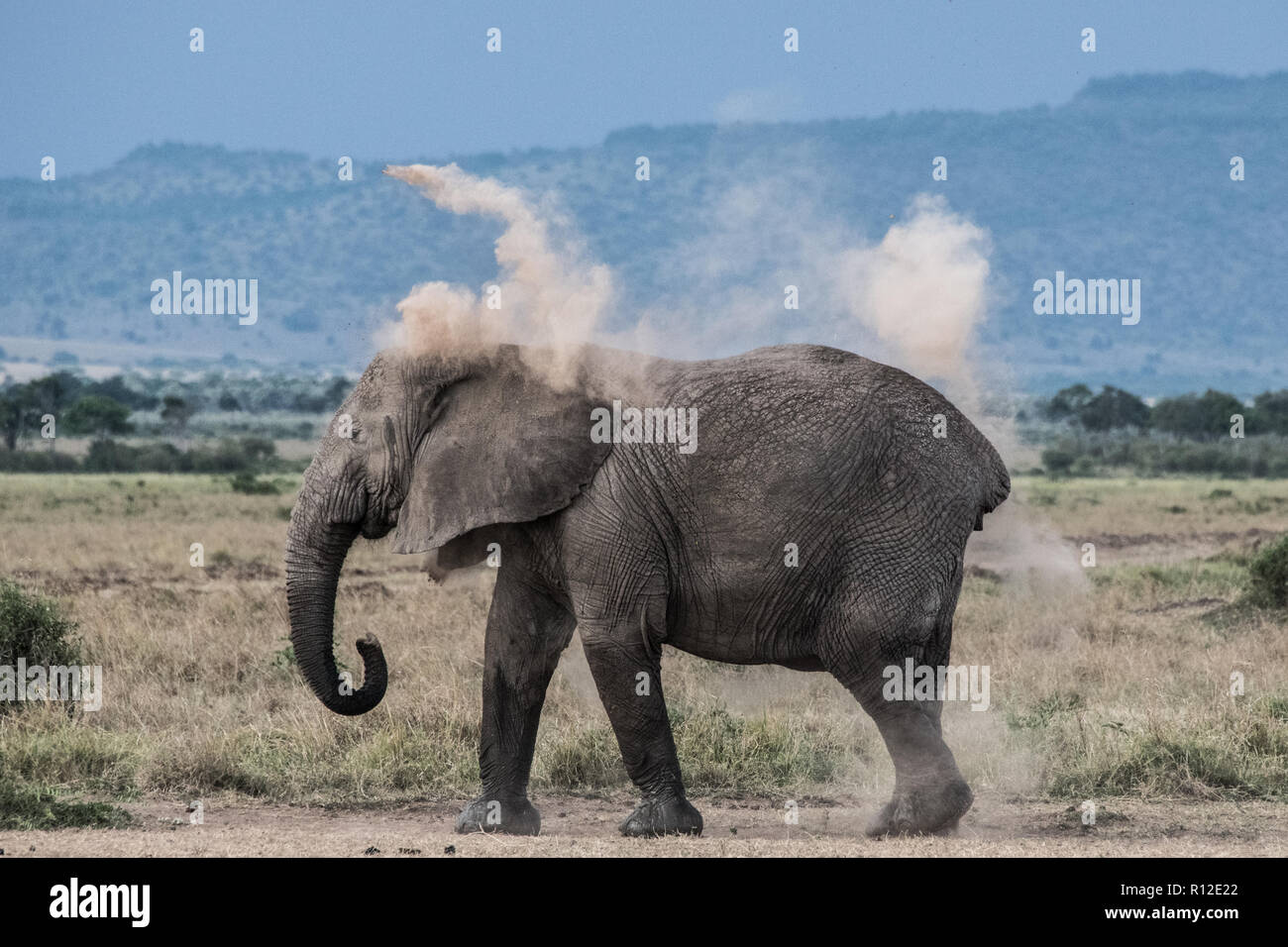 Elephant throwing dirt on back as sunscreen, Masai Mara, Kenya Stock Photo