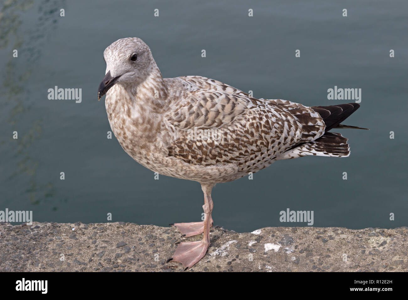 young herring gull (Larus argentatus) at the harbour, Padstow, Cornwall, England, Great Britain Stock Photo