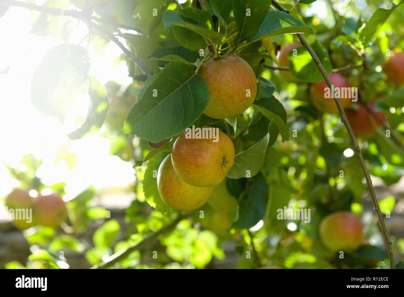 Apples on branches of tree Stock Photo