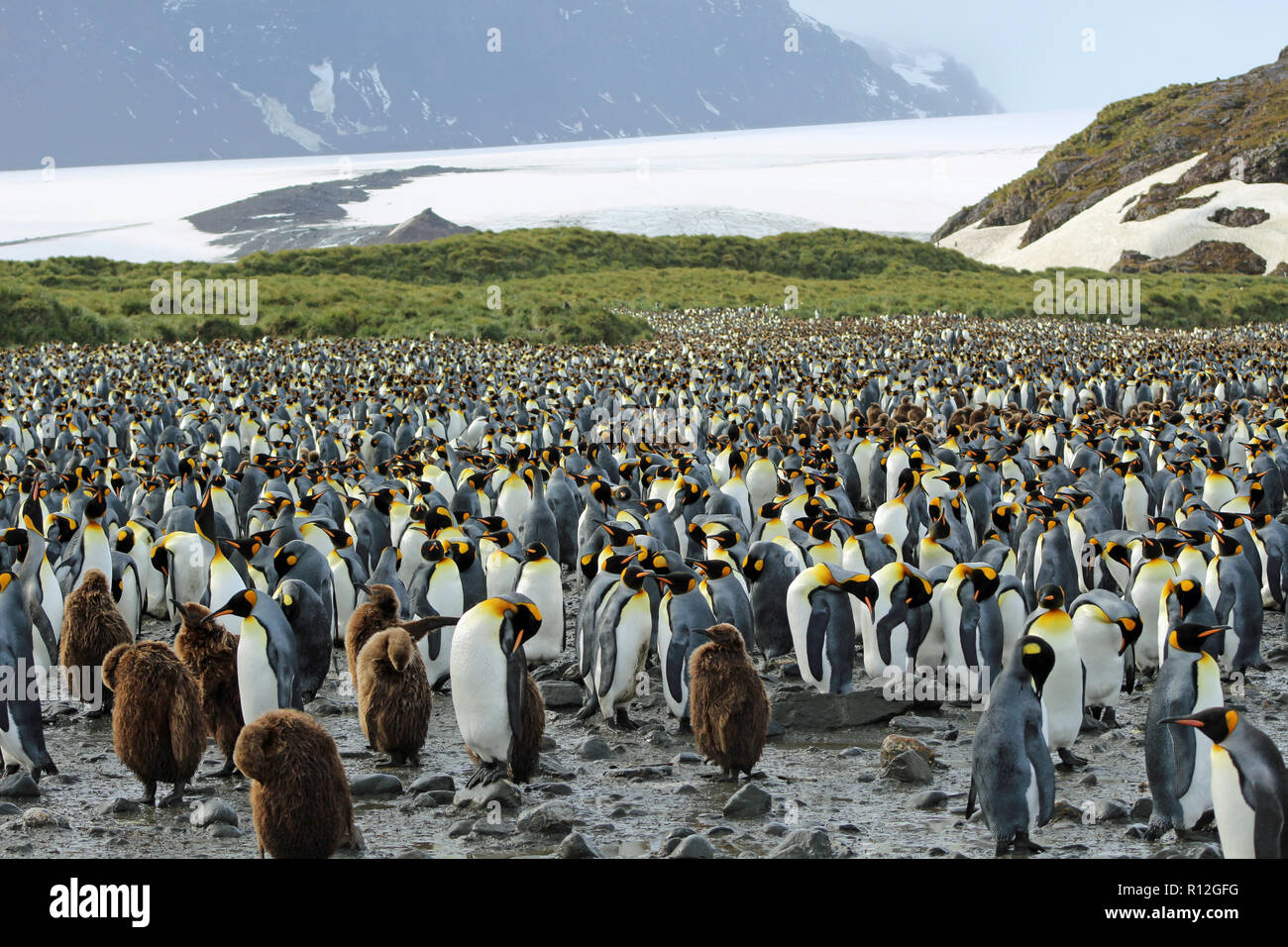 King Penguin Colony With Glacier In Background At St Andrews Bay South Georgia One Of The World S Largest Colonies With Over 100 000 Birds Stock Photo Alamy