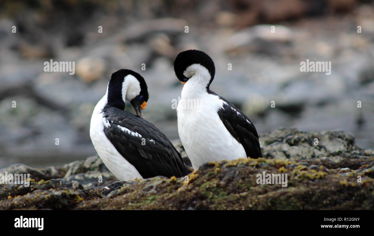 Blue eyed cormorants hires stock photography and images Alamy