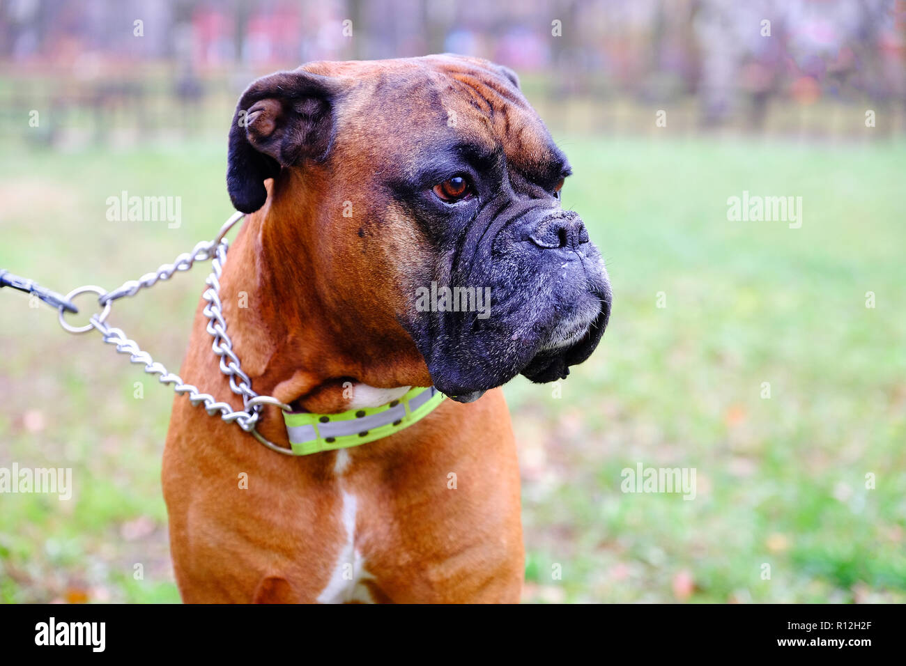 Muzzle dogs breed bulldog. Closeup of the dog looking into the