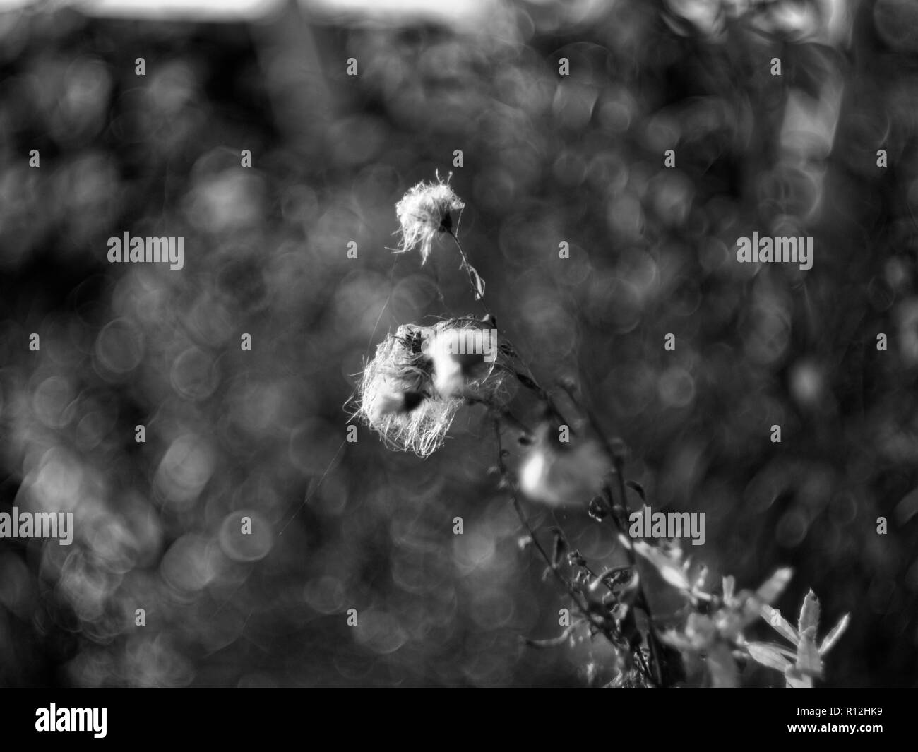 Dried grass texture Black and White Stock Photos & Images - Alamy