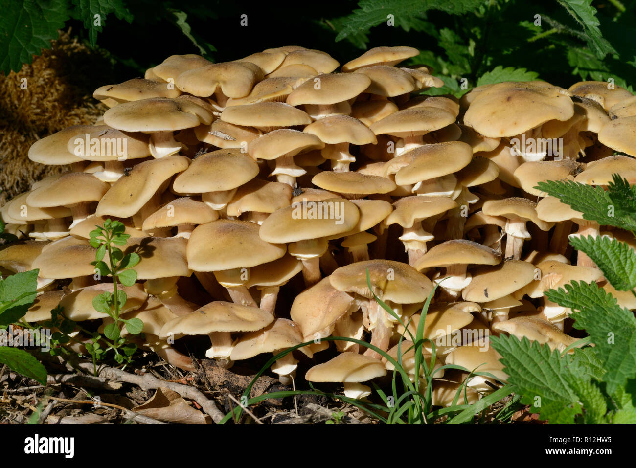 Funeral Bell fungi (Galerina marginata) also (Galerina autmnalis