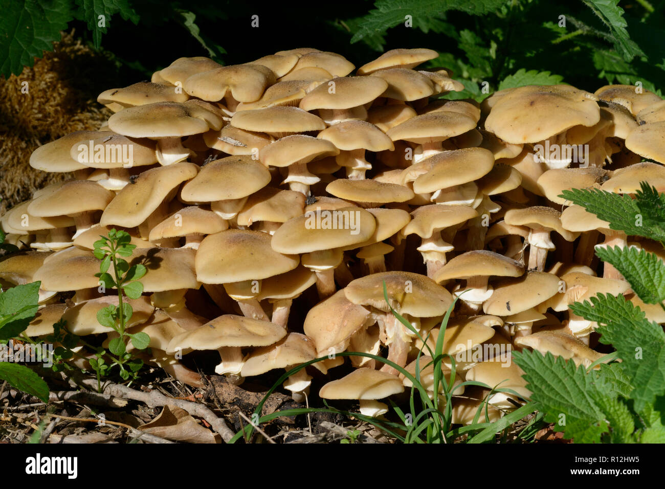 Funeral Bell fungi (Galerina marginata) also (Galerina autmnalis), group Stock Photo