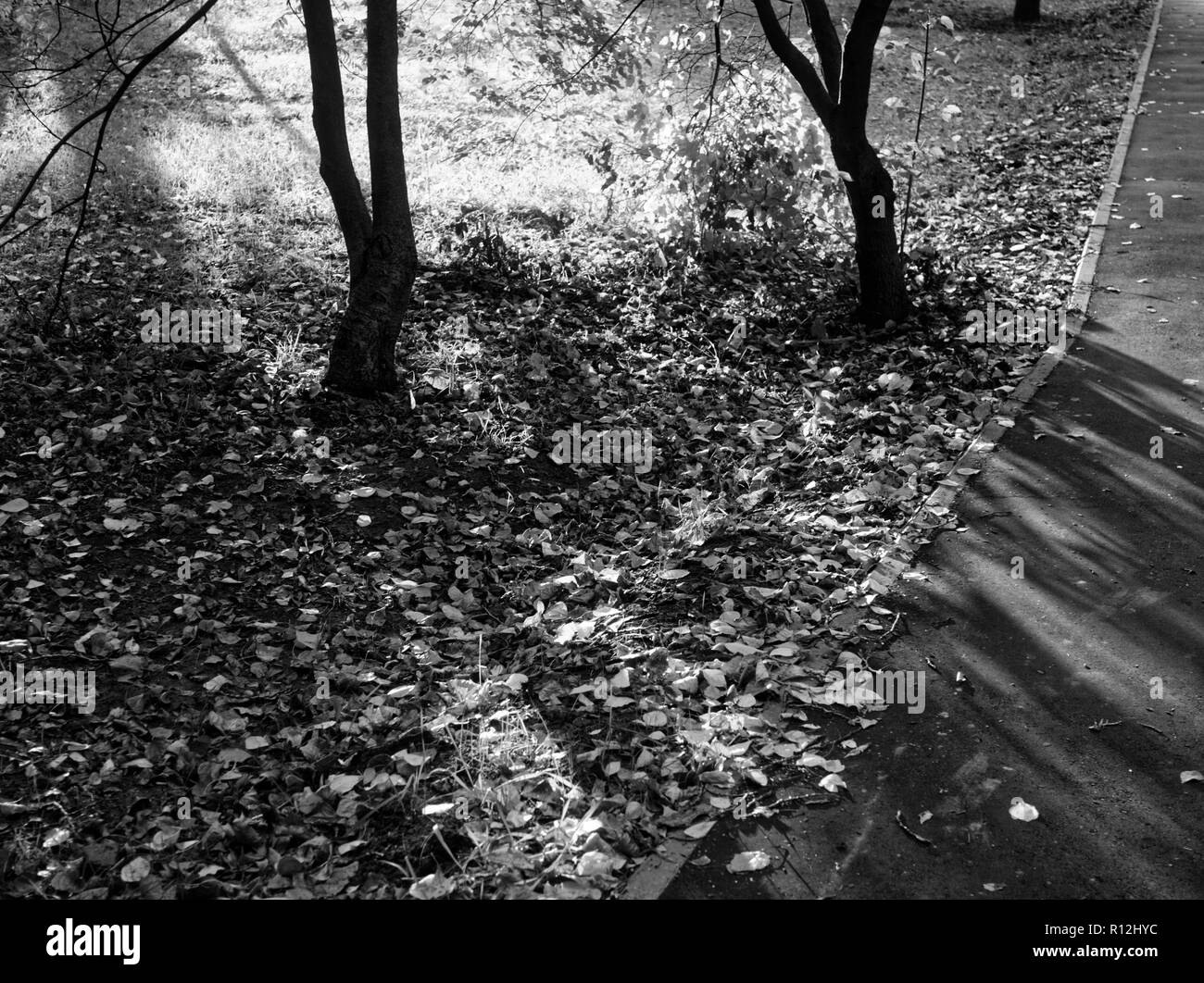 shadows of trees in the Park in summer, black and white photo Stock Photo