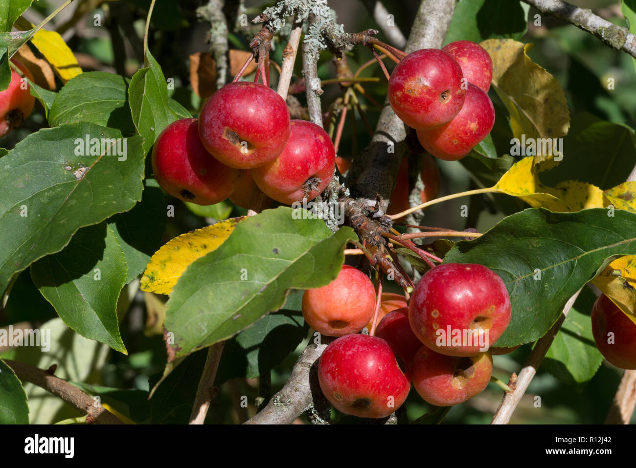 Siberian crab apple / Manchurian crab apple / Chinese crab apple (Malus baccata), fruits autumn Stock Photo