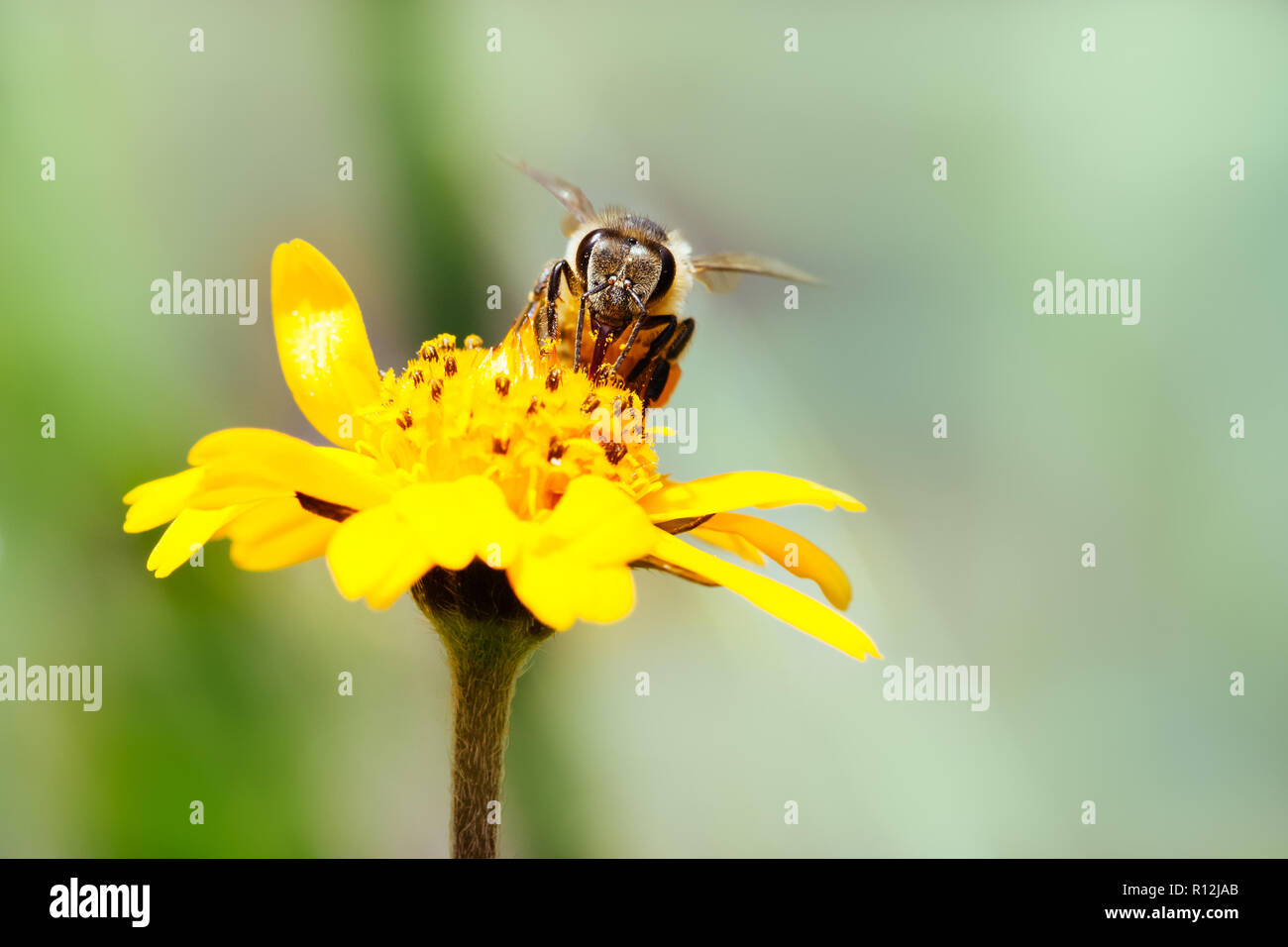 Macro photography of pollinator honey bee drinking nectar from yellow