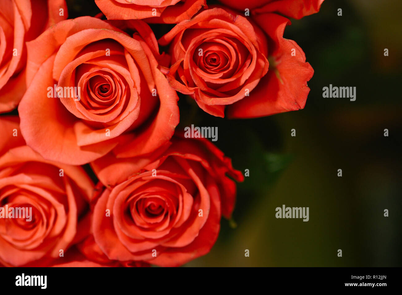 Red Roses Minimal Natural roses delicate red with minimal retouching to give maximum ...