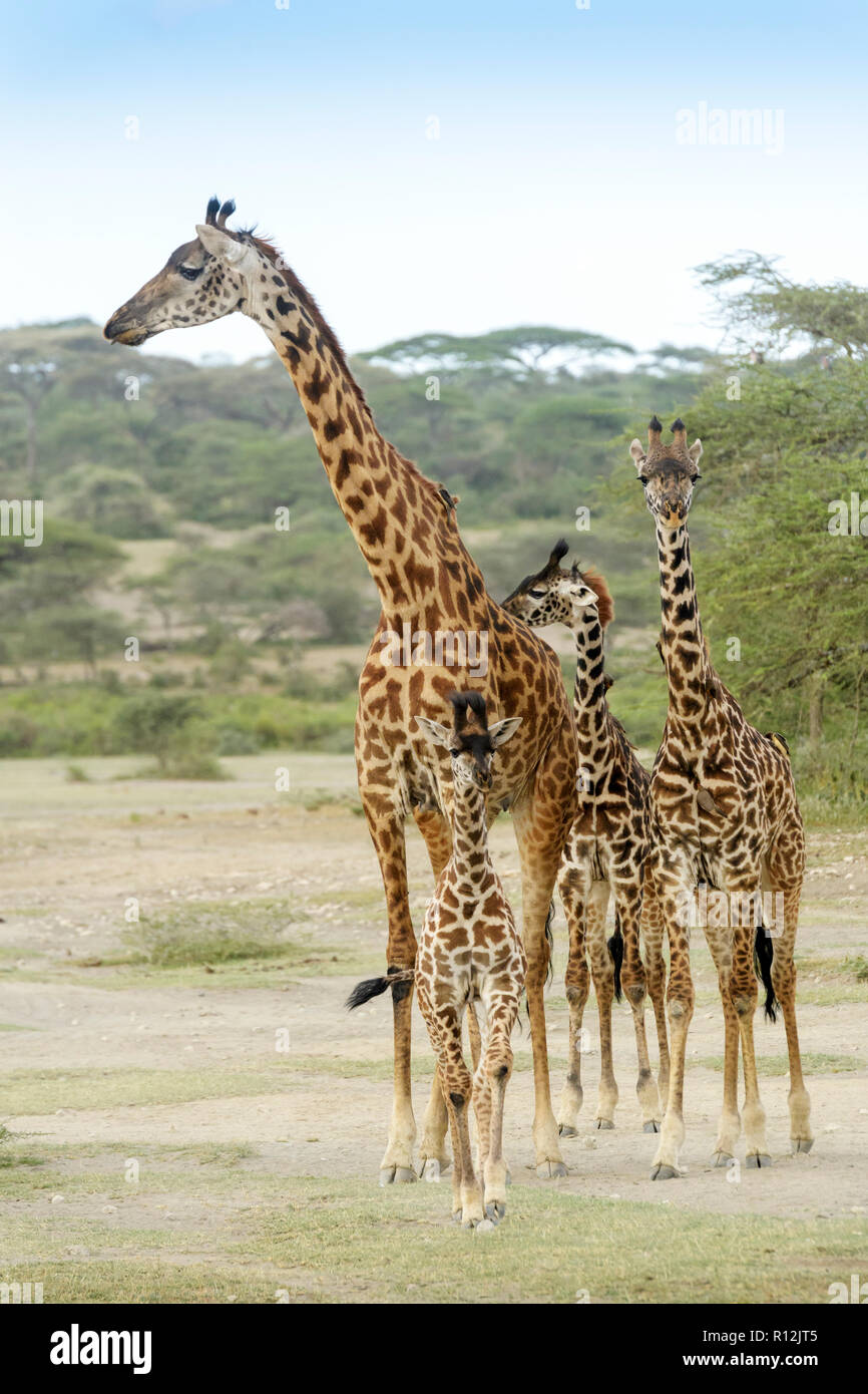 Masai Giraffe (Giraffe camelopardalis) herd with young standing on savanna, Ngorongoro conservation area, Tanzania. Stock Photo
