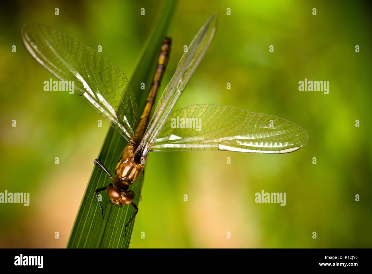 Brown dragonfly with spread wings closeup sitting on a green diagonal ...