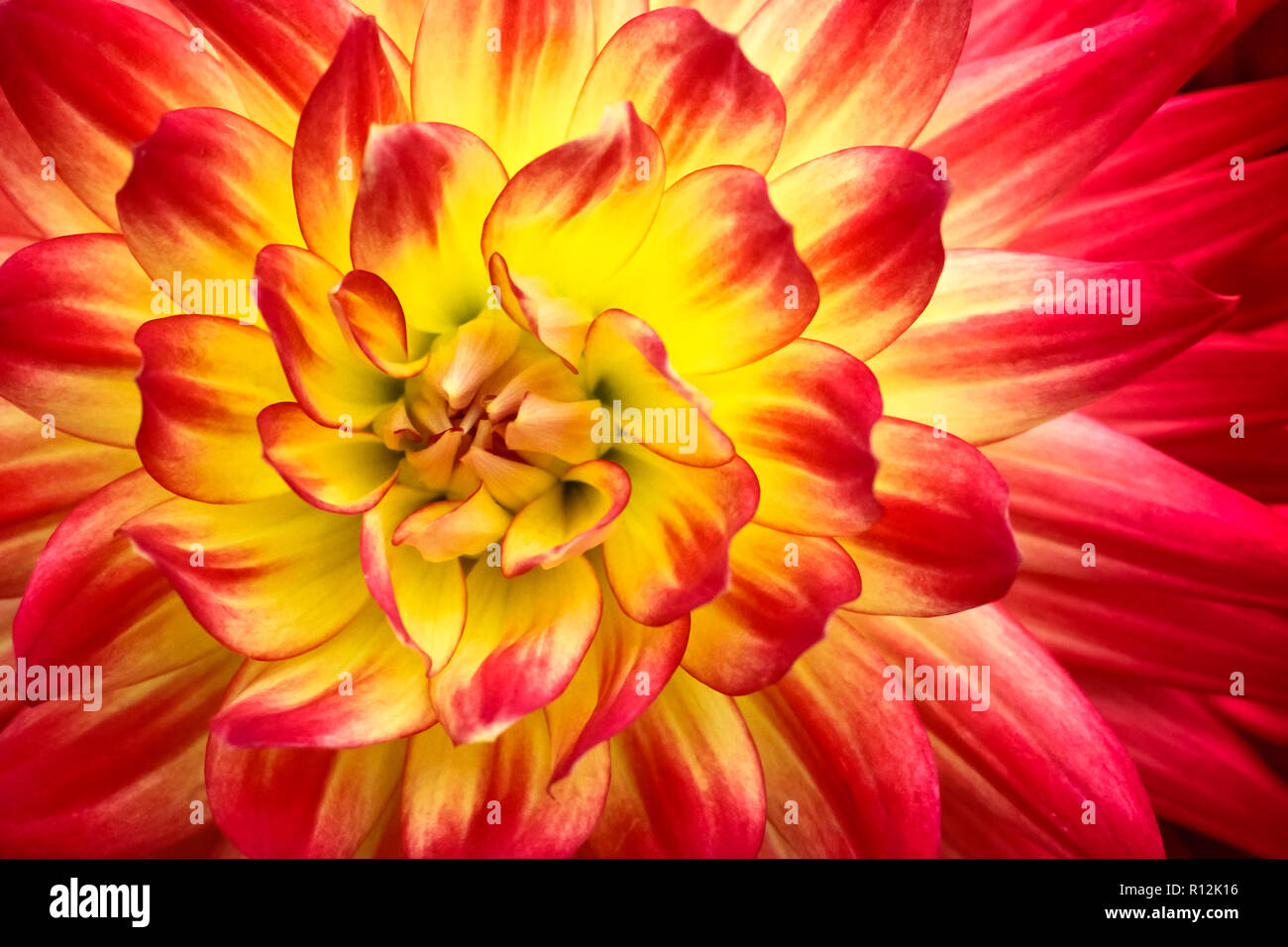 Dahlia macro flower banner floral horizontal Vector Image