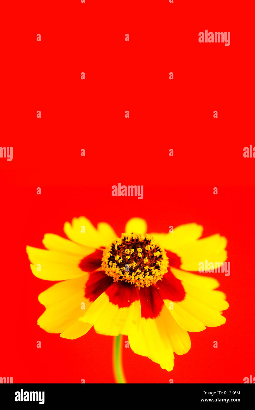 Yellow red orange wild flower Plains coreopsis, garden golden tickseed