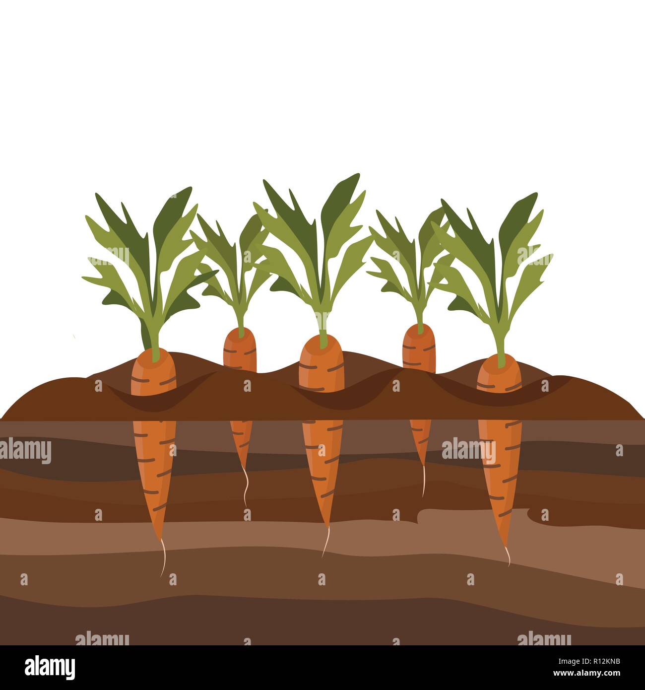 Cross Section Layers Of Plant High Resolution Stock Photography and ...