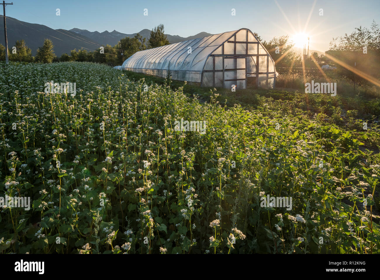 Greenhouse and buckwheat cover crop on a commercial garden in Joseph
