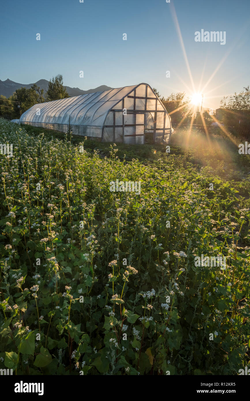 Greenhouse and buckwheat cover crop on a commercial garden in Joseph