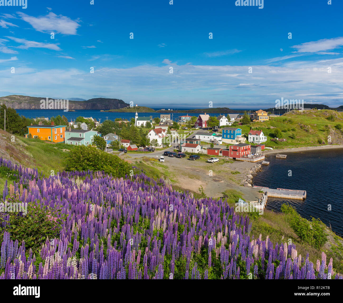 TRINITY, NEWFOUNDLAND, CANADA - Purple Lupins bloom at the small town of Trinity. Lupinus. Stock Photo