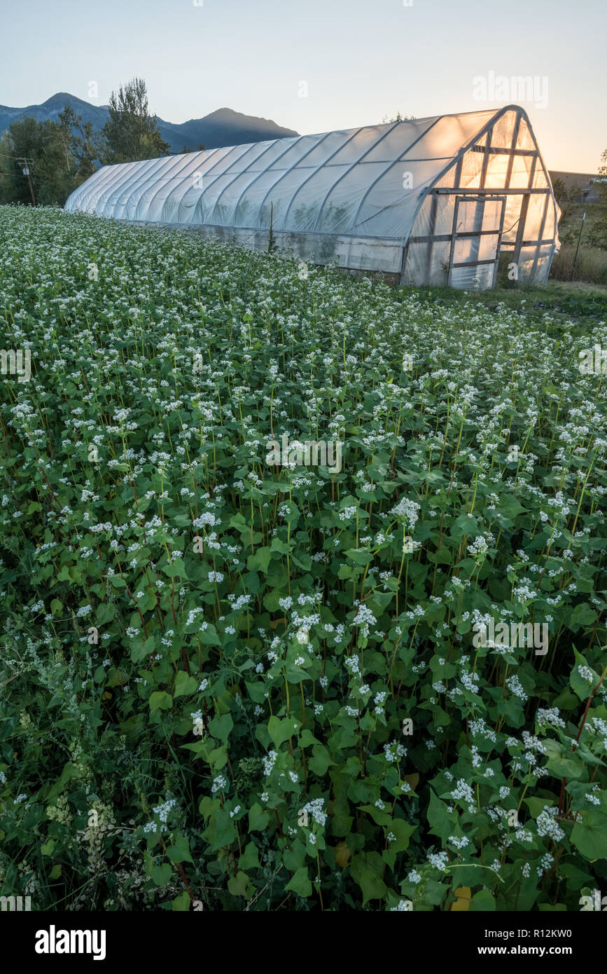 Greenhouse and buckwheat cover crop on a commercial garden in Joseph