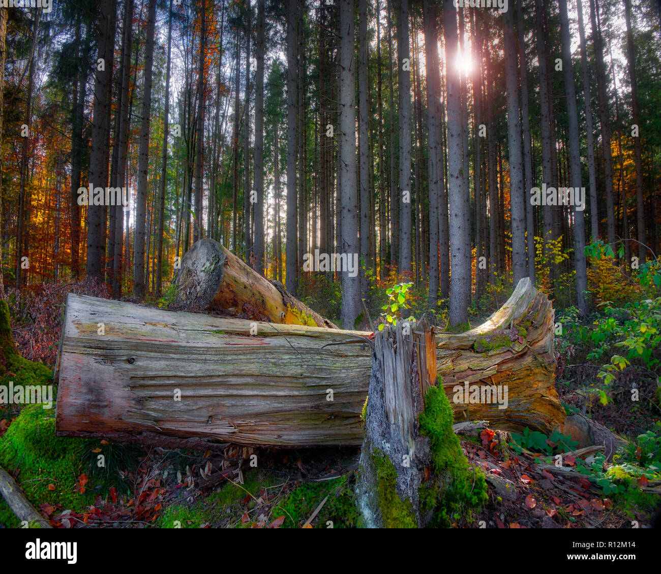 DE - BAVARIA: Autumnal forest near Iffeldorf  (HDR-Image) Stock Photo