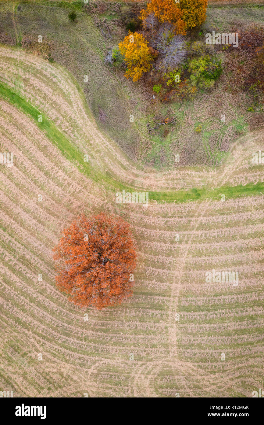 Autumn Oak Lines, Milford, Michigan Stock Photo