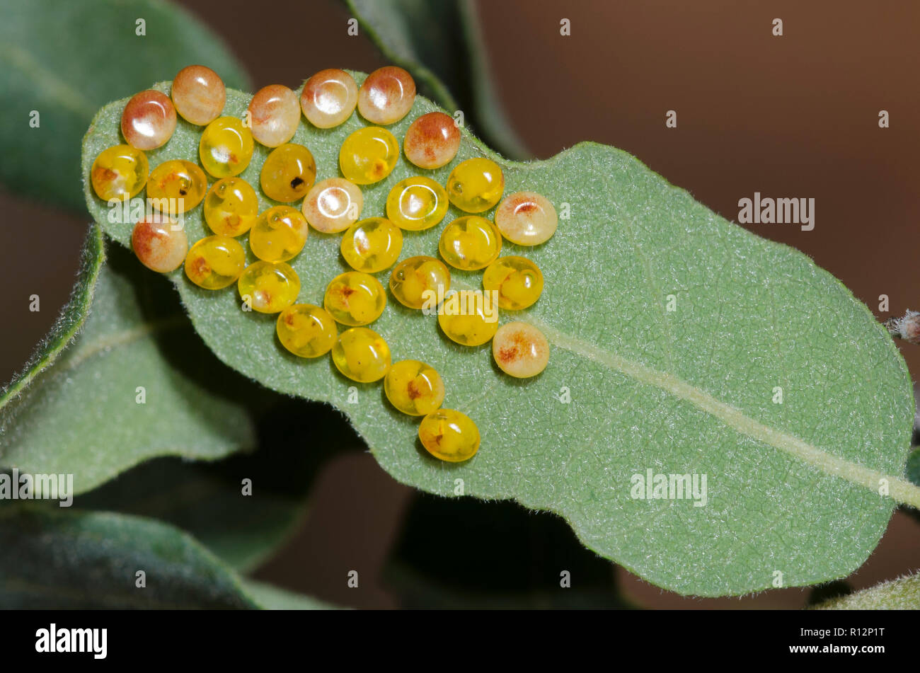 Oslar's Oakworm Moth, Anisota oslari, eggs on Gambel oak, Quercus gambelii Stock Photo