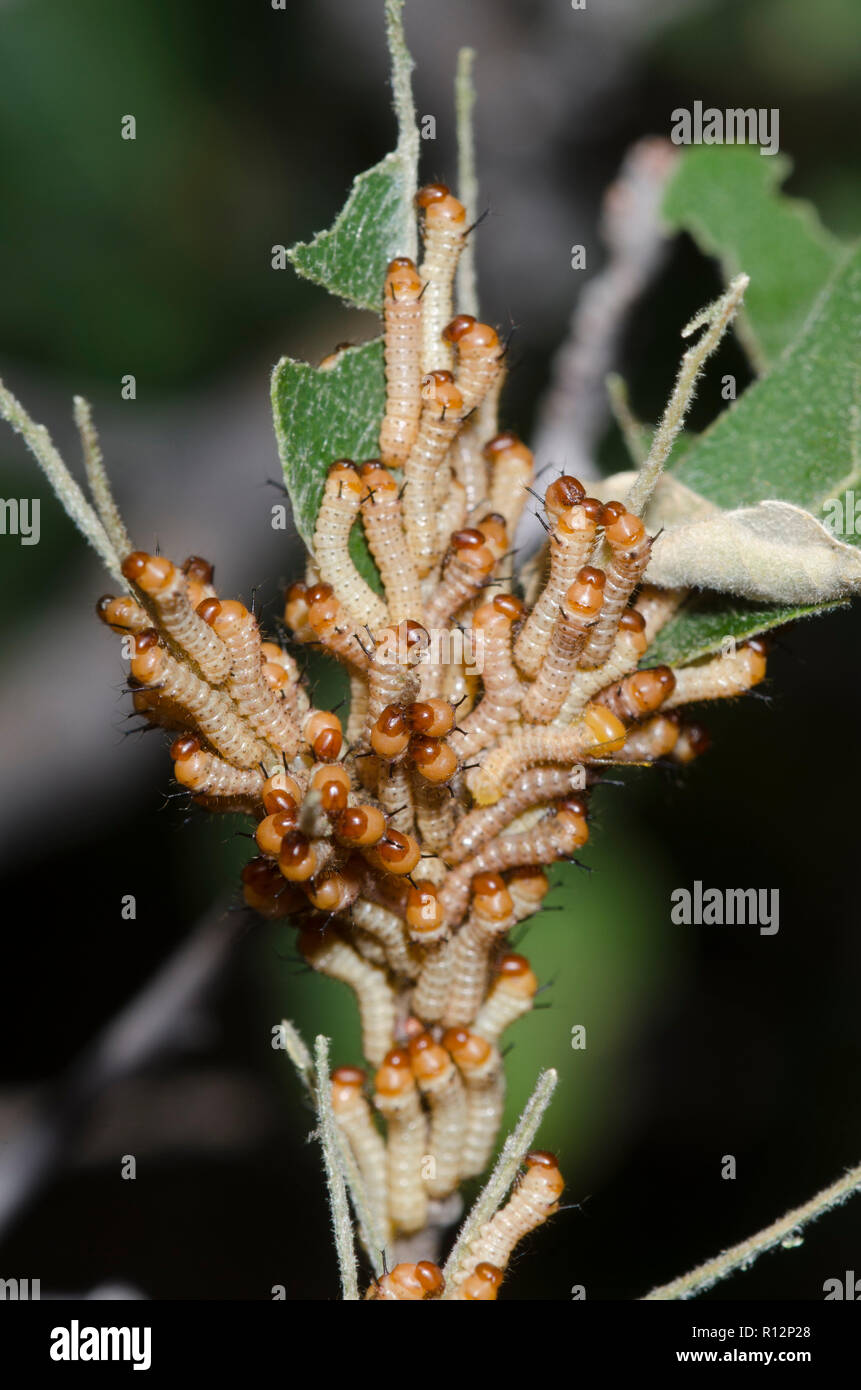 Oslar's Oakworm Moth, Anisota oslari, larvae on Gambel oak, Quercus gambelii Stock Photo