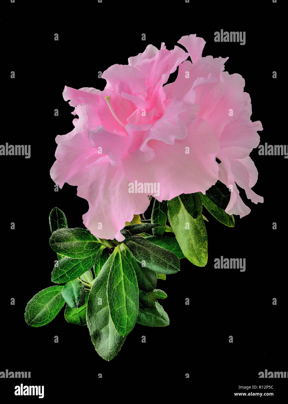 Delicate light pink Azalea flowers (Rhododendron) with leaves close up, isolated on a black background - amazingly beautiful ornamental plant, floral  Stock Photo