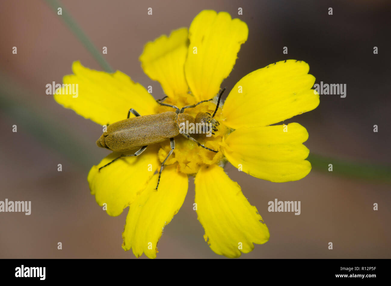 Epicauta ferruginea hires stock photography and images Alamy