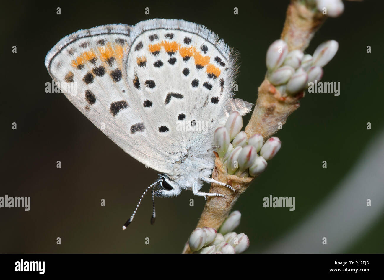 Spalding's Blue, Euphilotes spaldingi, female ovipositing on redroot buckwheat, Eriogonum racemosum Stock Photo