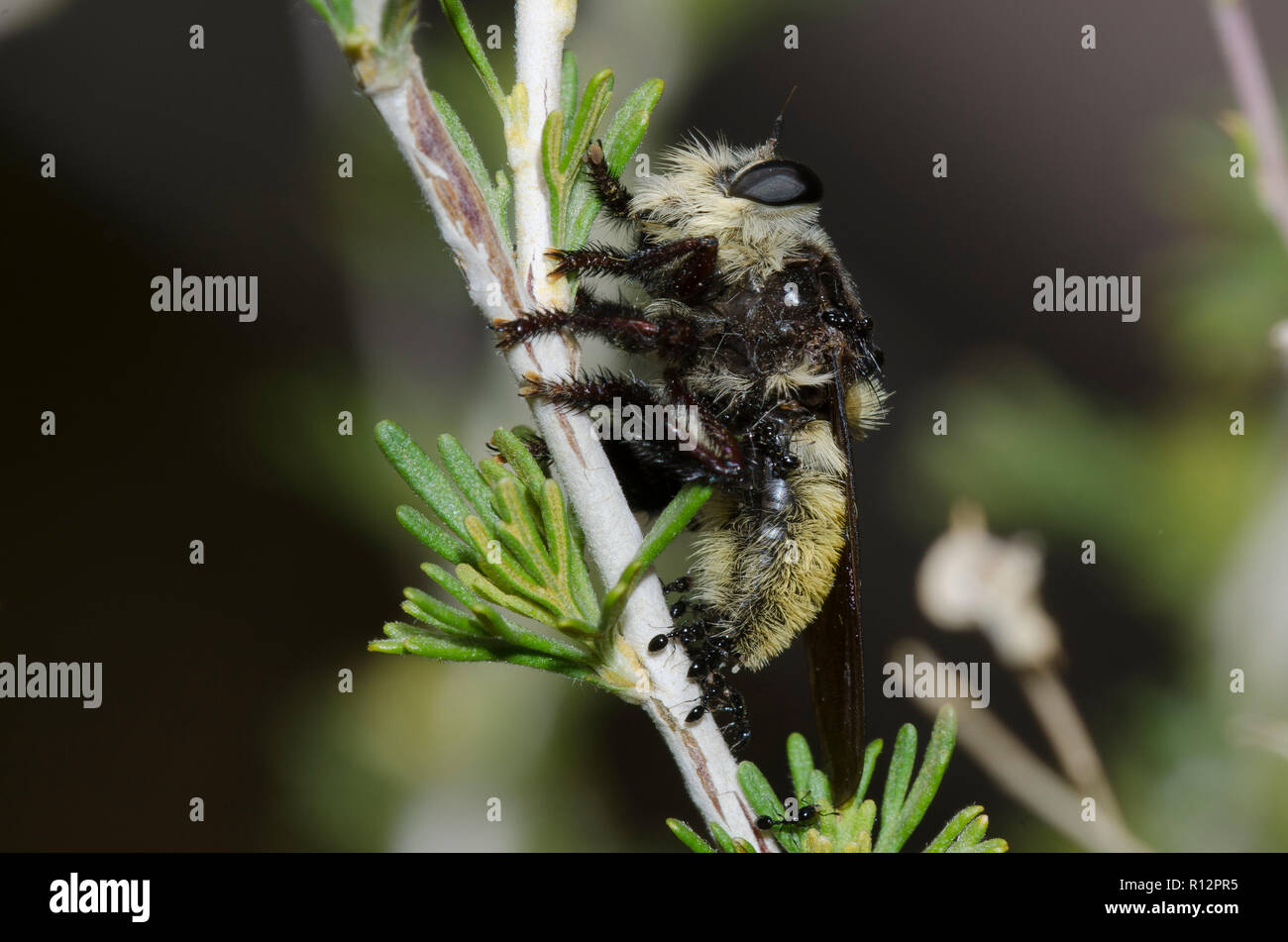 Bee Killer, Mallophora fautrix, covered in ants, Monomorium sp. Stock Photo