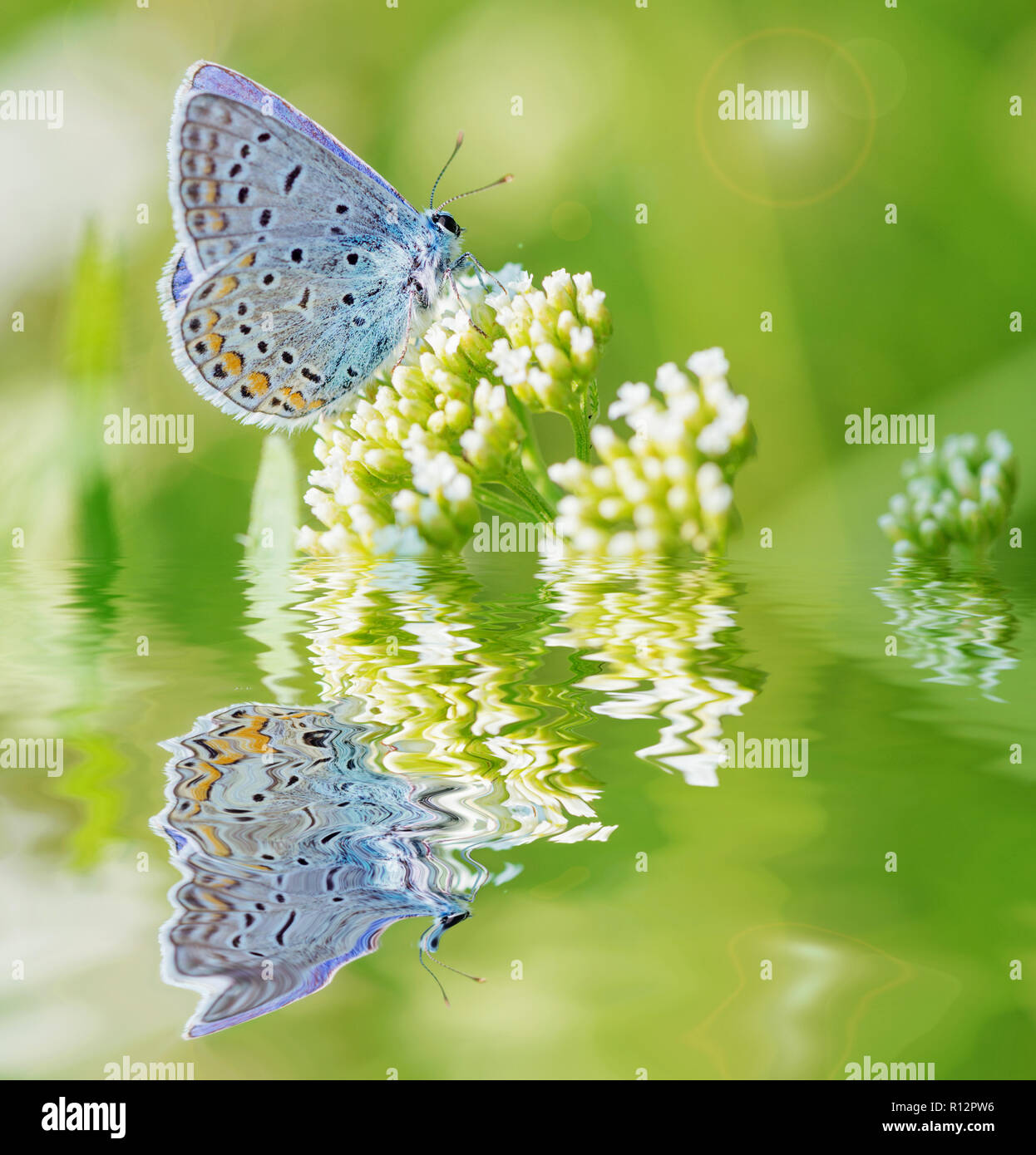 Beautiful blue butterfly copper-butterfly sits on a white flower on a spring meadow with reflection in water surface Stock Photo