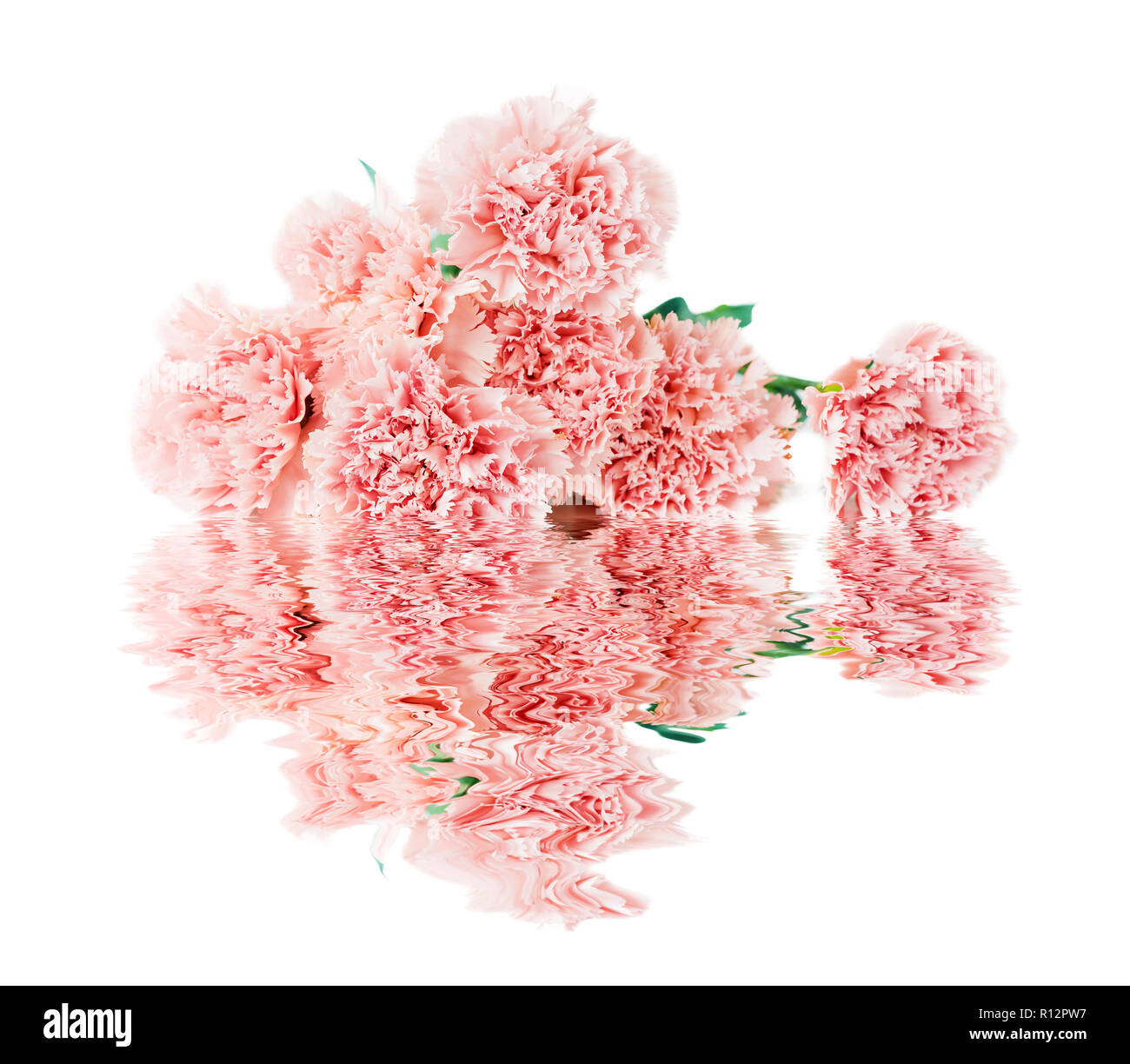 Beautiful bouquet of delicate flowers of pink carnations with reflection in water surface isolated on a white background Stock Photo