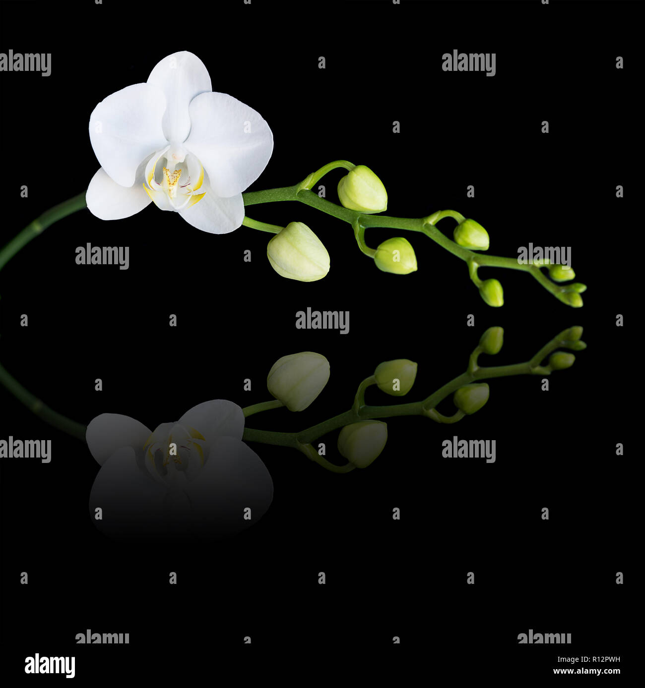 White flower of a phalaenopsis orchid with several buds on a branch, isolated on a black background, reflected in the mirror surface Stock Photo